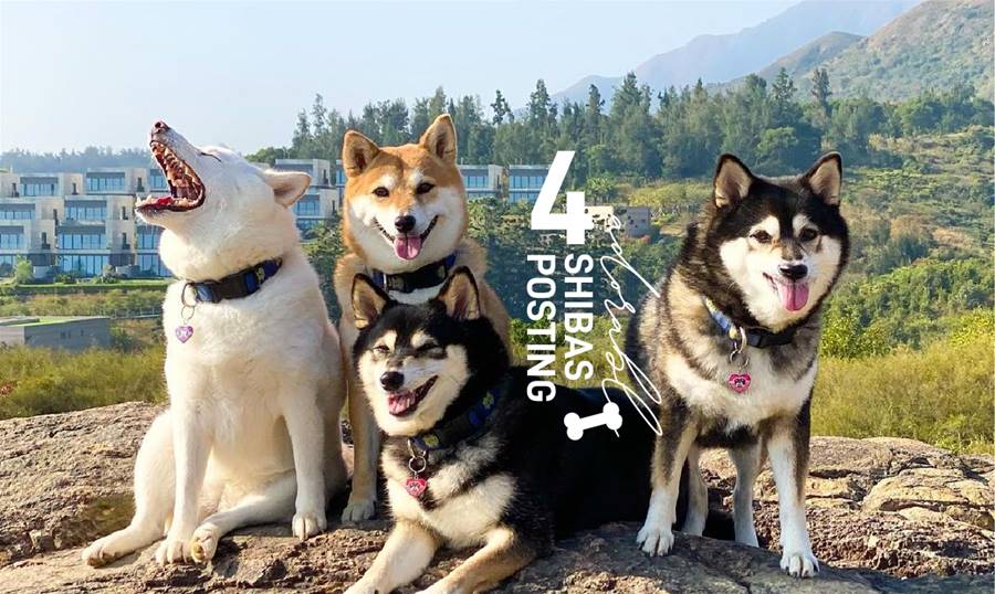 IG We Love：合群真的太難，四隻柴犬的日常讓人想起班上那位微失控的同學 - A Day Magazine