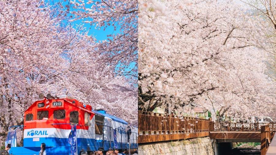 收拾行李3月底快去韓國旅行！爛漫櫻花季...走一走蜿蜒的花路吧～