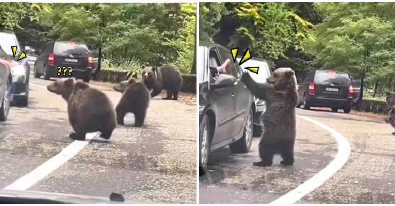 塞車遇「熊熊一家」公路上閒晃！他伸手打招呼...小黑熊竟「起身來擊掌」：嗨～