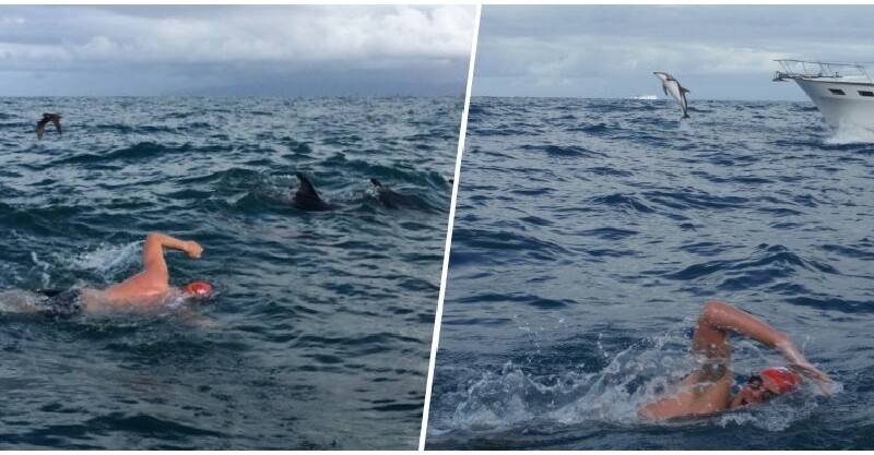 海泳發現「大白鯊尾隨」以為慘了！突遇海豚群「肉牆包圍他」一路護送：牠們來救我！
